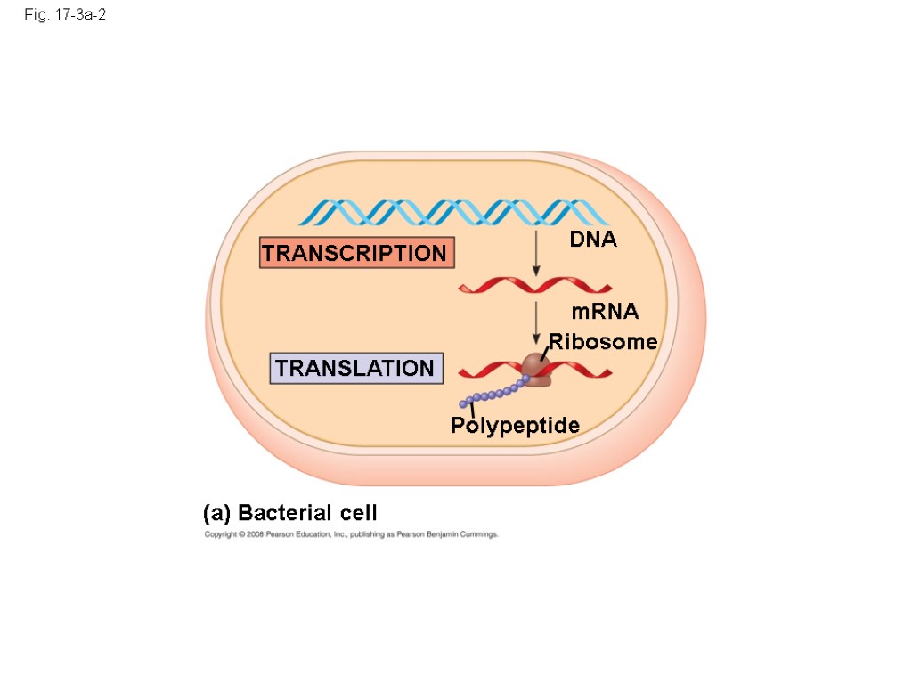 Fig. 17-3a-2 (a) Bacterial cell TRANSCRIPTION DNA mRNA TRANSLATION Ribosome Polypeptide